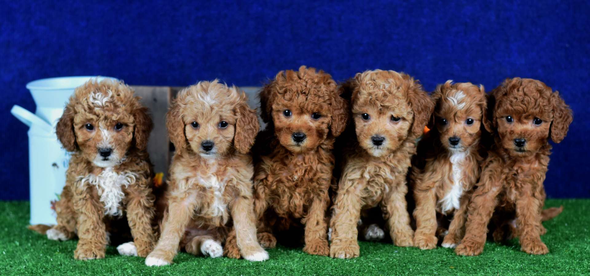 Puppies